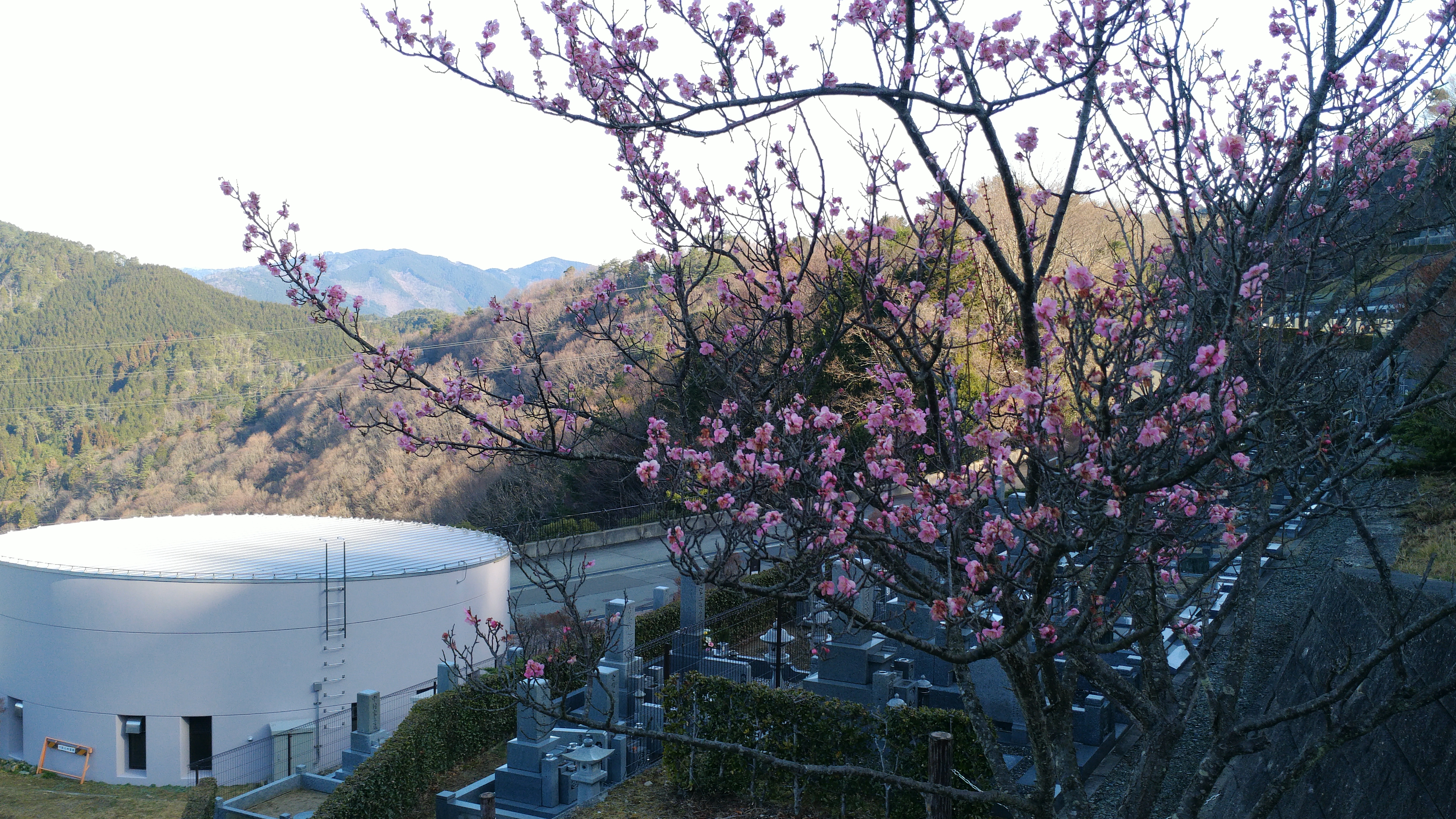 階段墓域・3番枝道「梅の木」風景