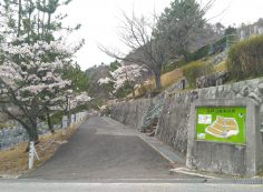 バス通り・5区1/2番枝道「桜」風景