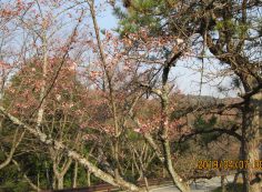 階段墓域・5区1番墓所「桜」風景