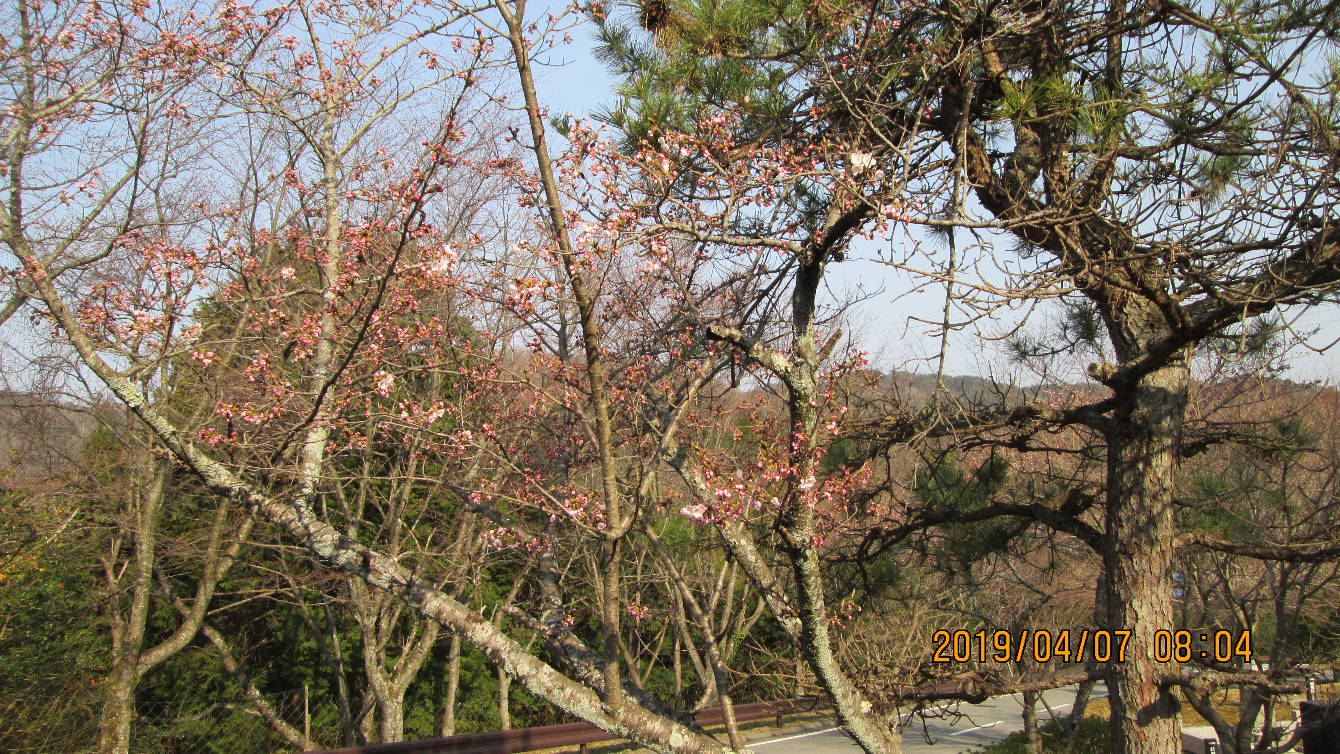 階段墓域・5区1番墓所「桜」風景