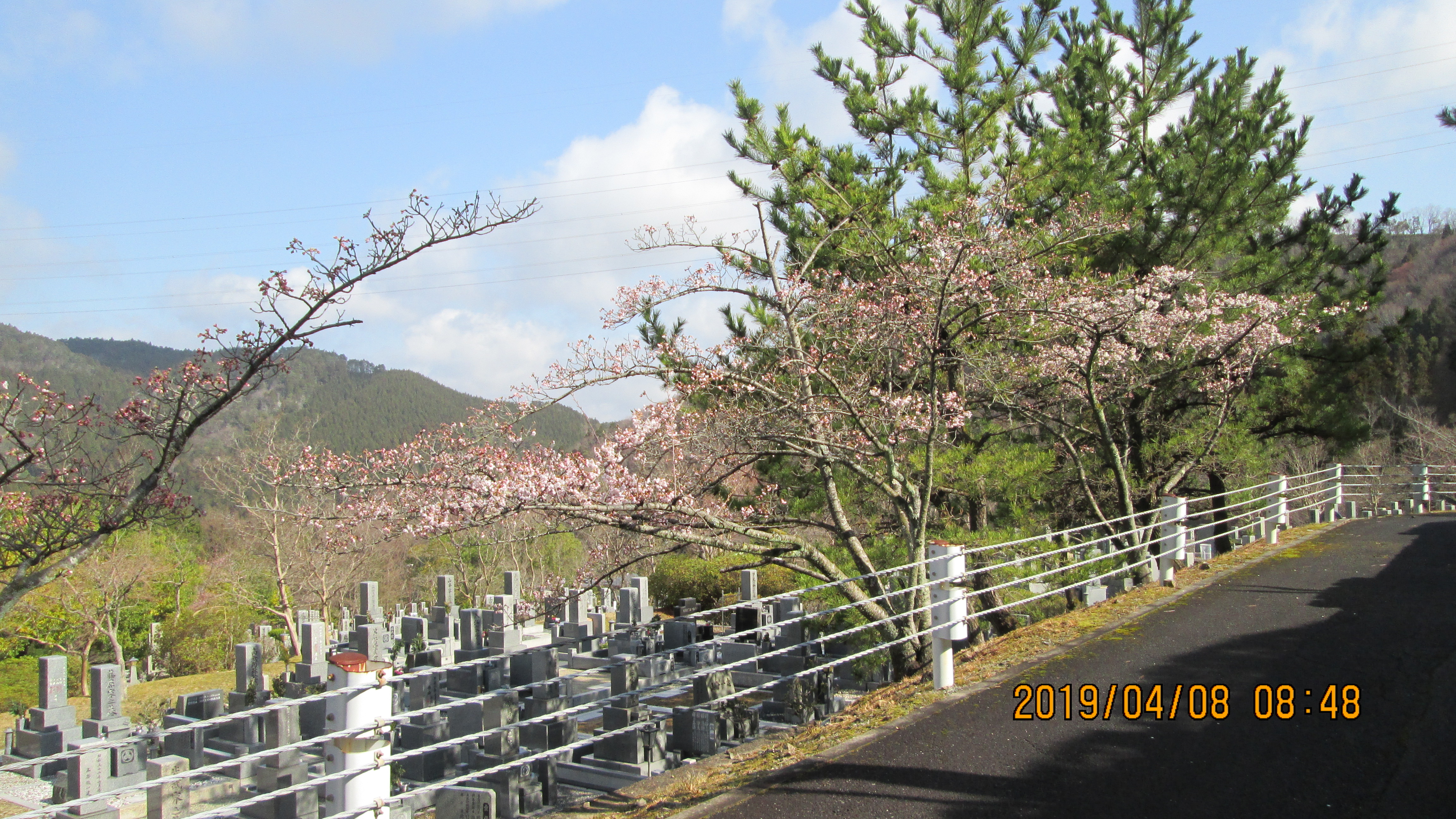 階段墓域・5区1/2番枝道「桜」風景