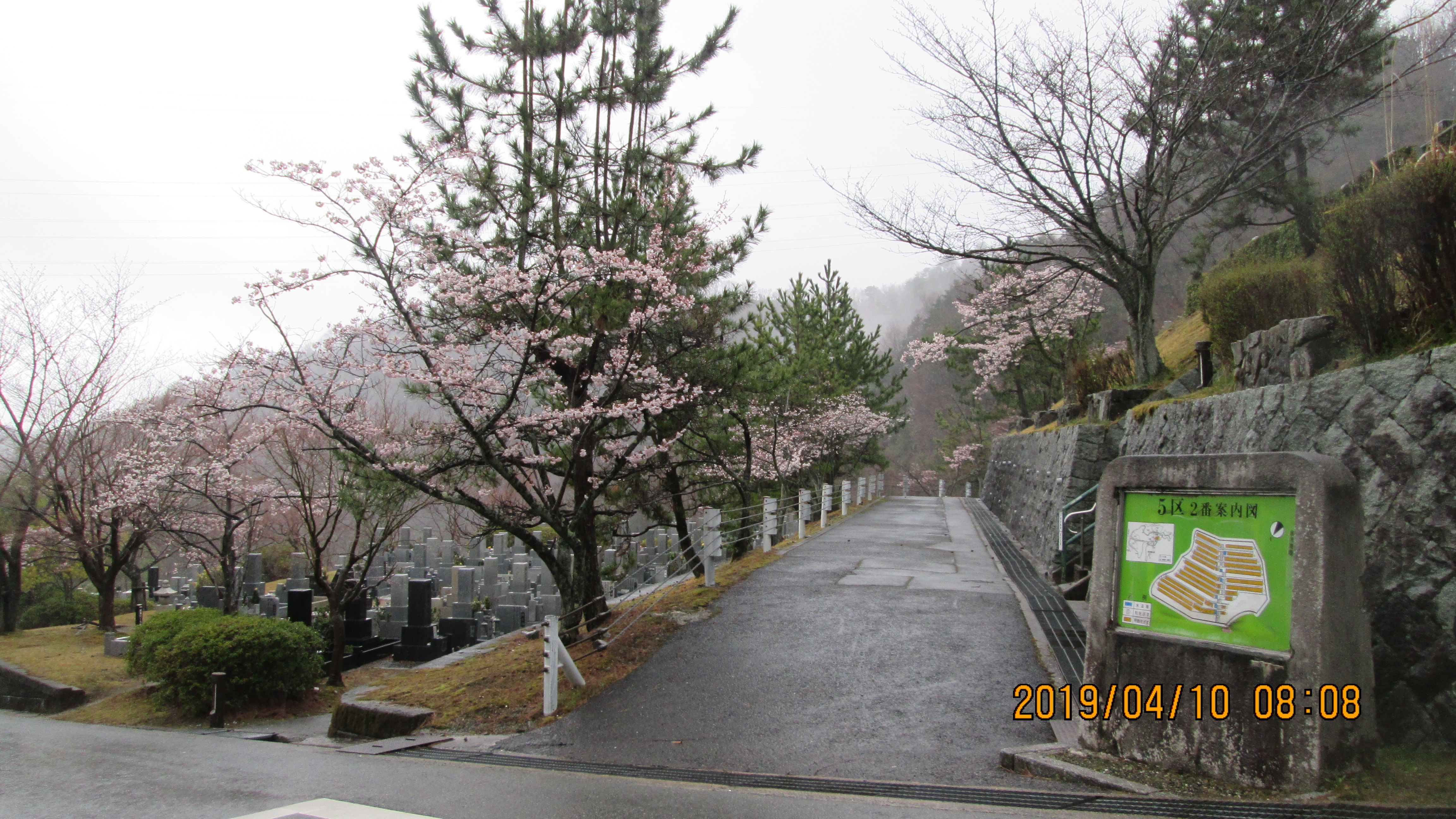 バス通り・5区1/2番枝道「桜」風景