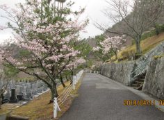 バス通り・5区1/2番枝道「桜」風景