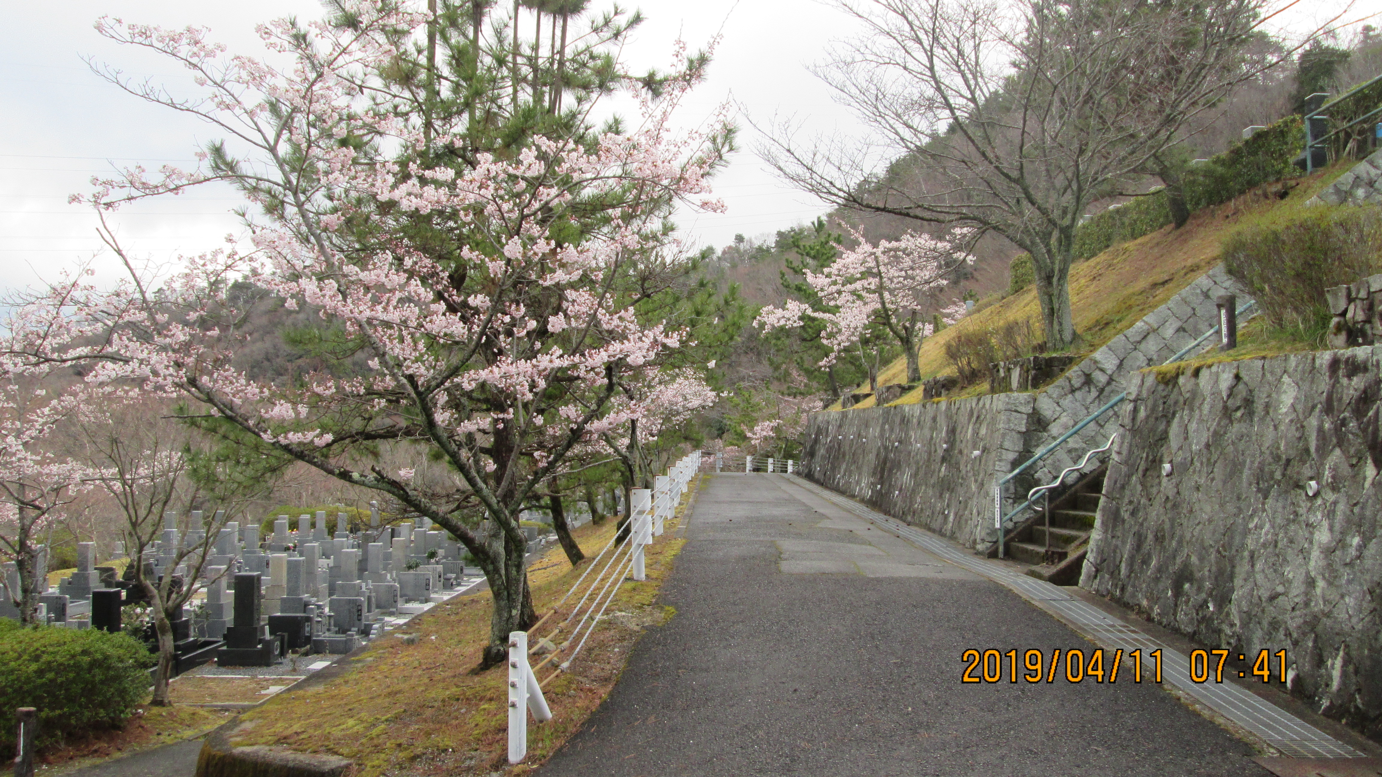 バス通り・5区1/2番枝道「桜」風景