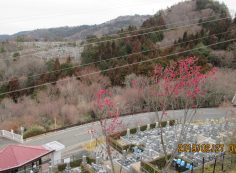 階段墓所：2番枝道「梅の花」風景