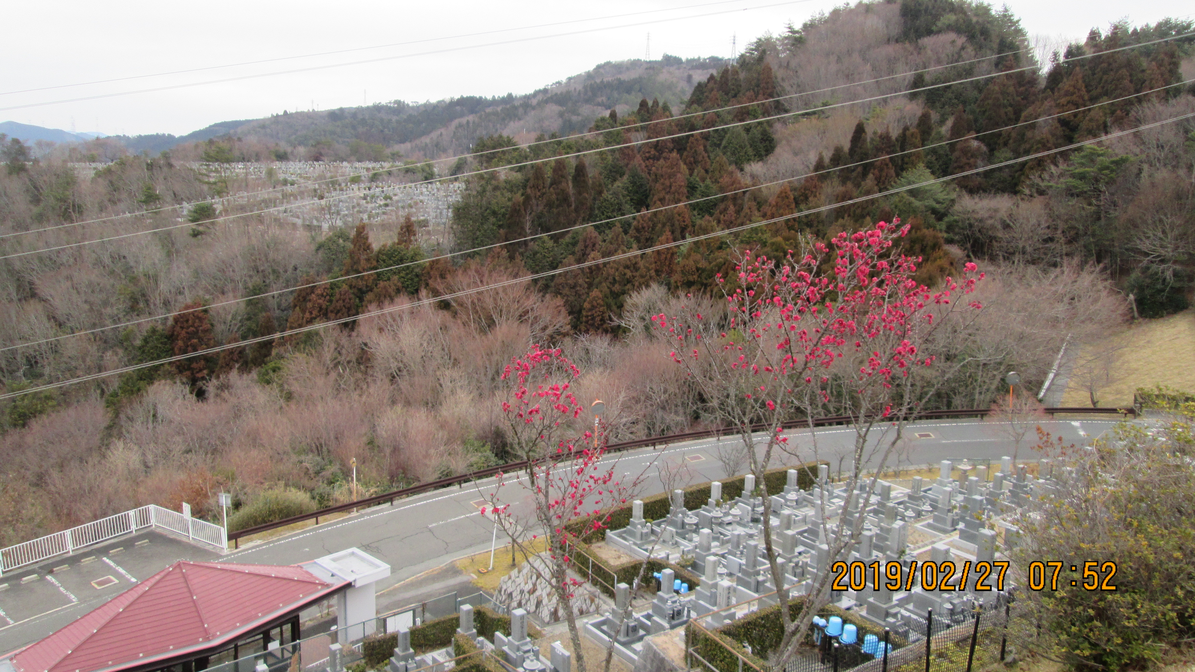 階段墓所：2番枝道「梅の花」風景