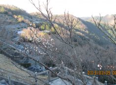 階段墓所・2番枝道風景「梅の花」