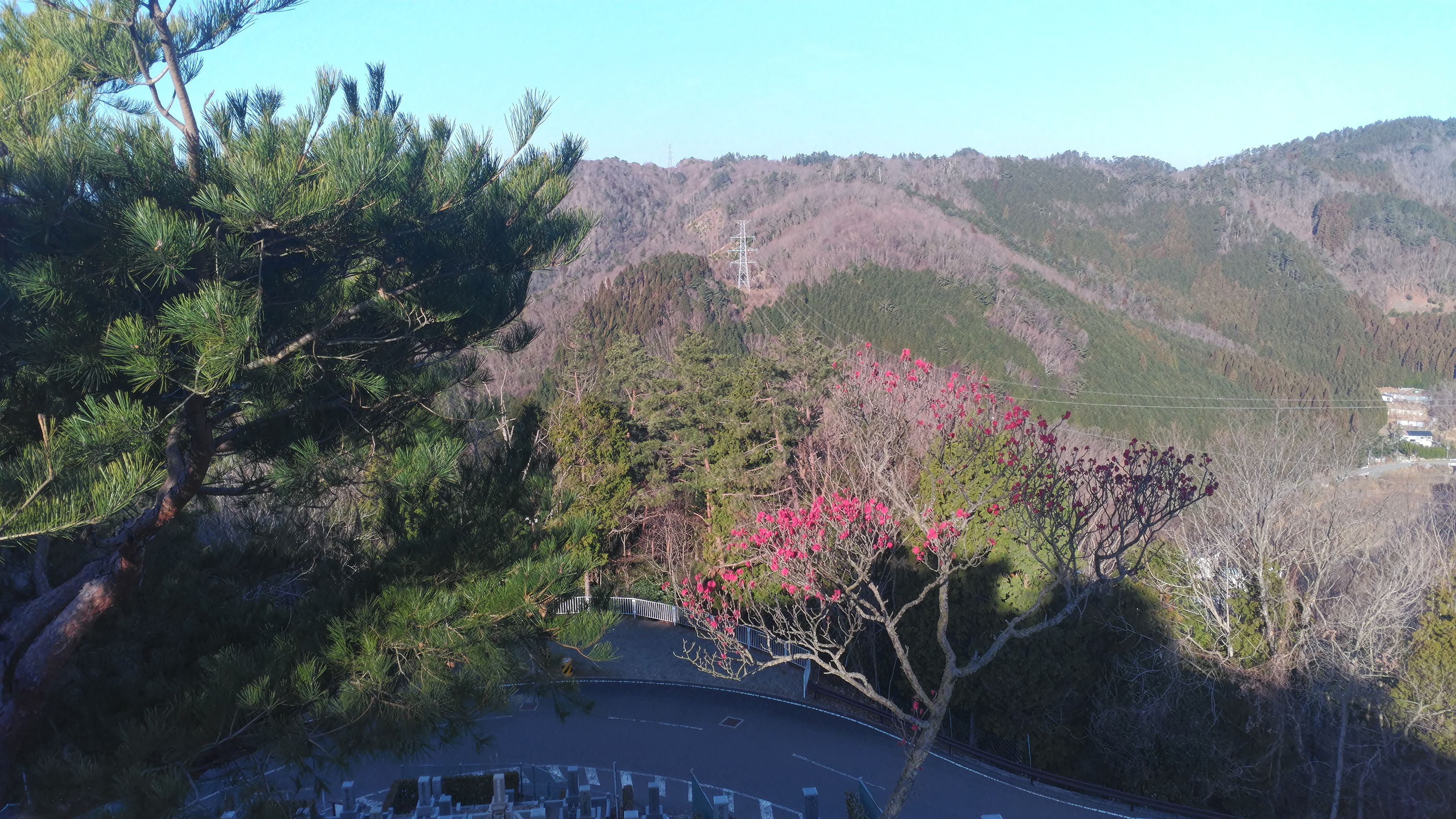 階段墓所・2番枝道風景「梅の花」