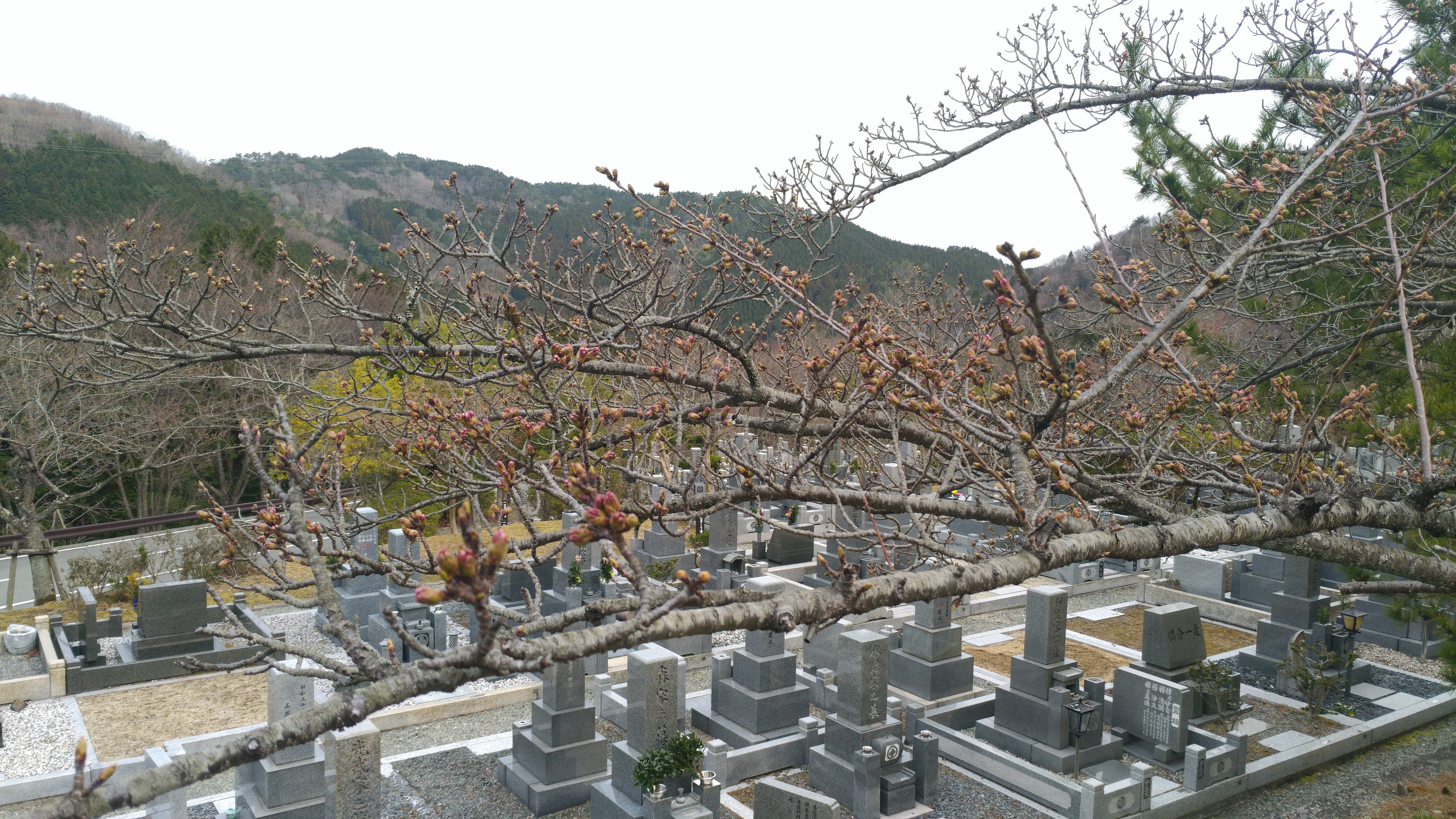 階段墓域・5区1番墓所「桜」風景