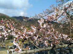 階段墓域・5区1/2番枝道「桜」風景