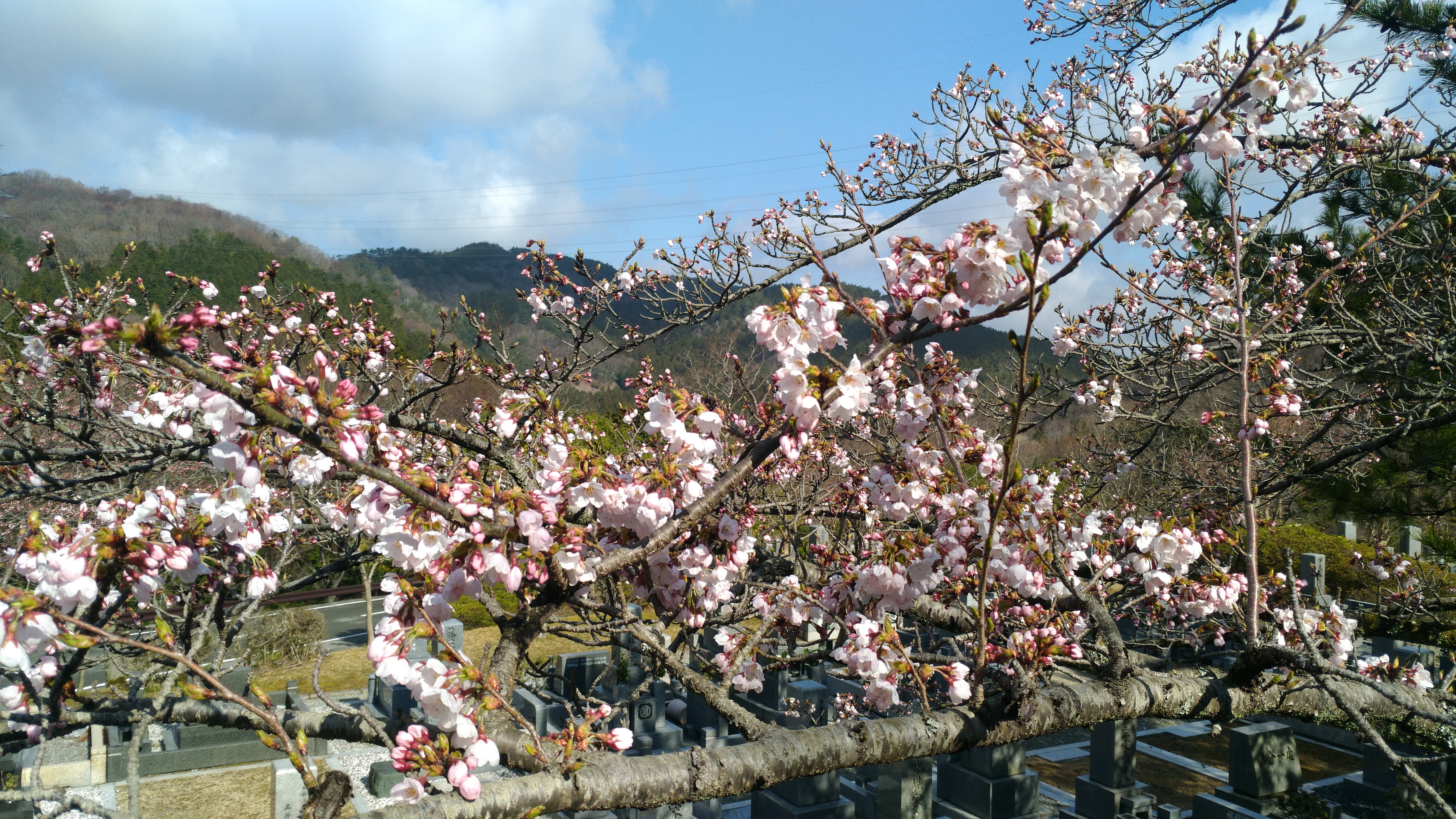 階段墓域・5区1/2番枝道「桜」風景