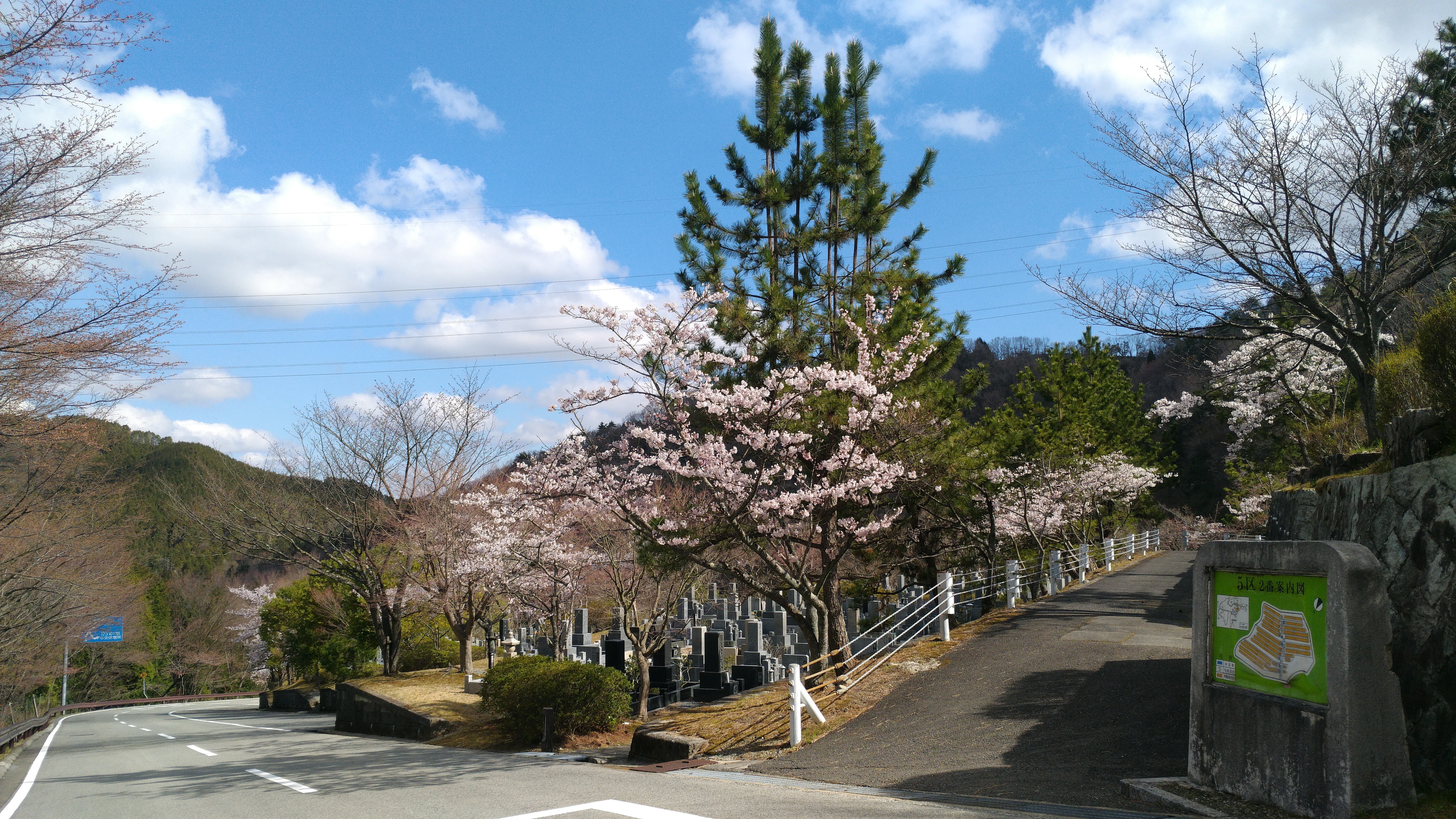 バス通り・5区1番墓所「桜」風景