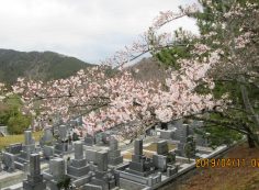  5区1/2番枝道～の「桜」風景