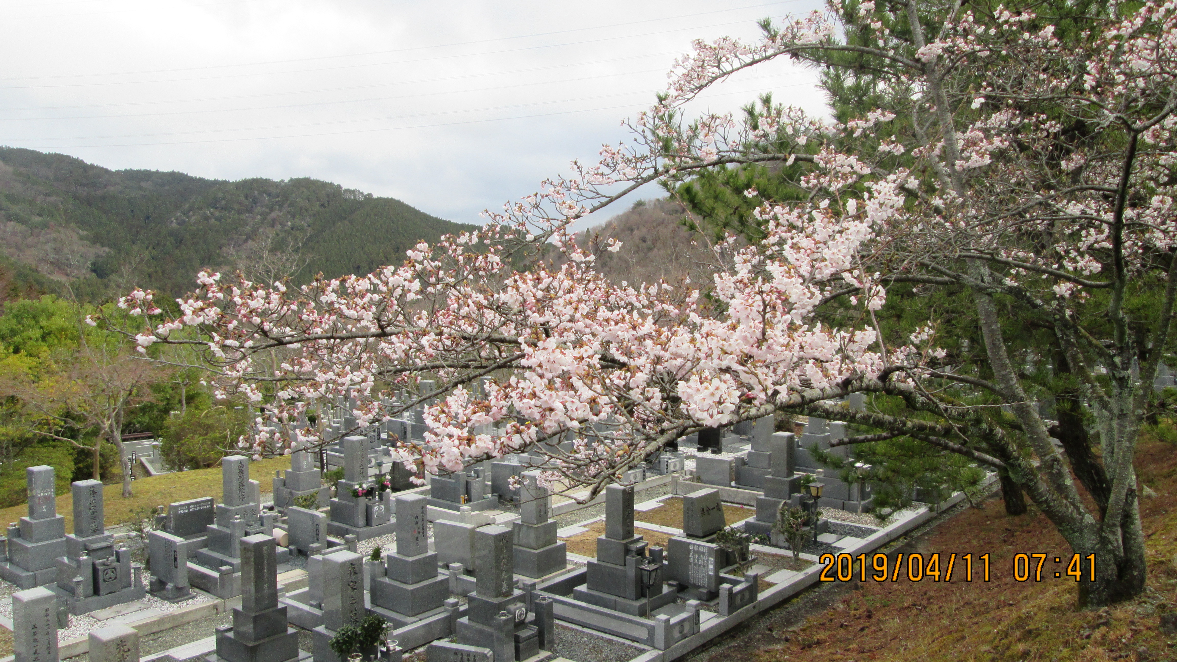  5区1/2番枝道～の「桜」風景