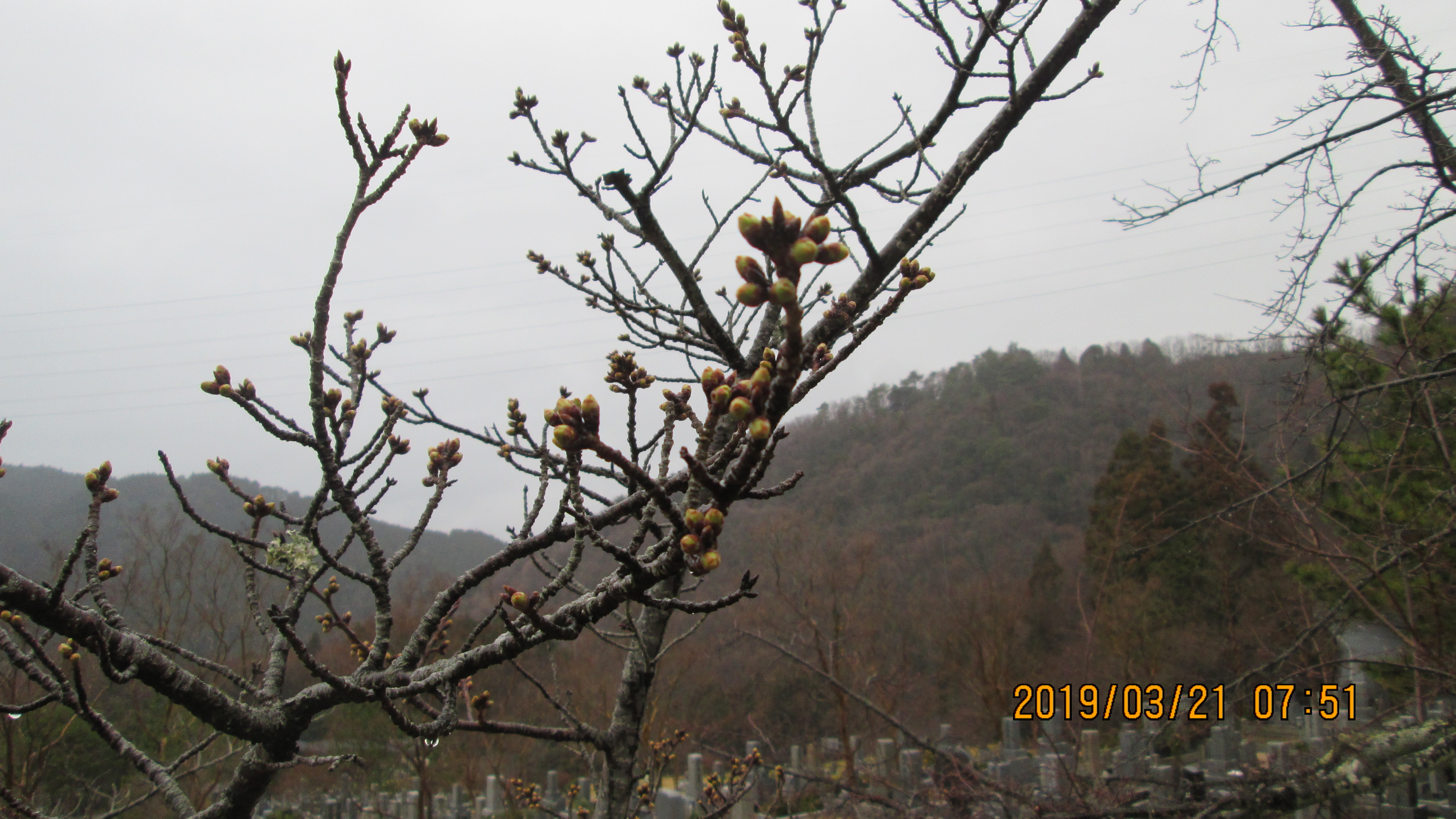 階段墓域・5区1/2番枝道の風景