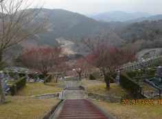 階段墓域・7区7番上段駐車場風景