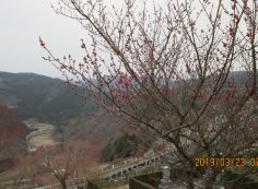 階段墓域・7区7番「梅の花」風景
