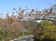  階段墓域・5区1番墓所「桜・蕾」