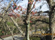 階段墓域・5区1番墓所「桜」風景