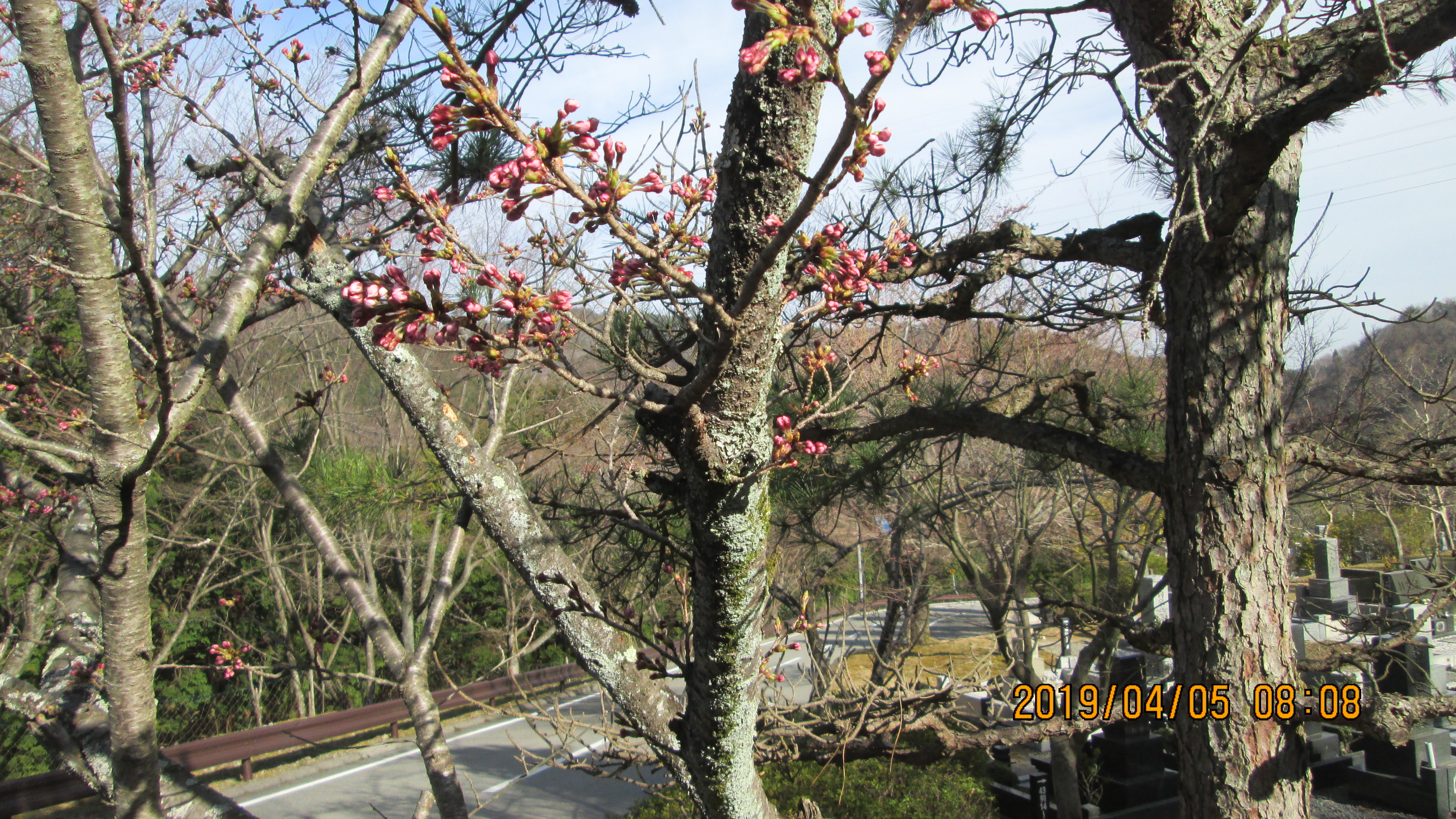 階段墓域・5区1番墓所「桜」風景