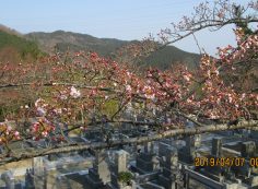 階段墓域・5区1番墓所「桜」風景