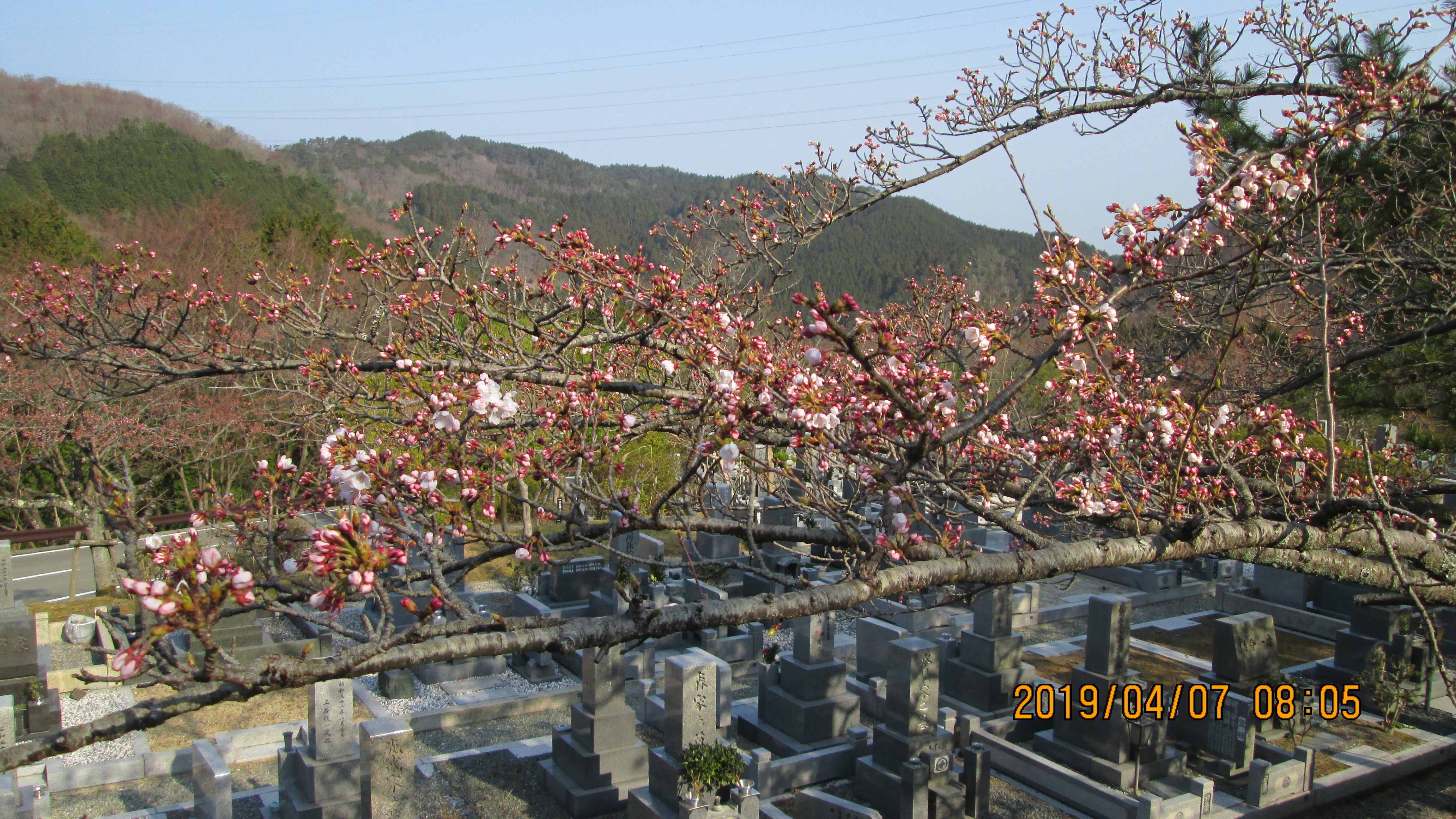 階段墓域・5区1番墓所「桜」風景