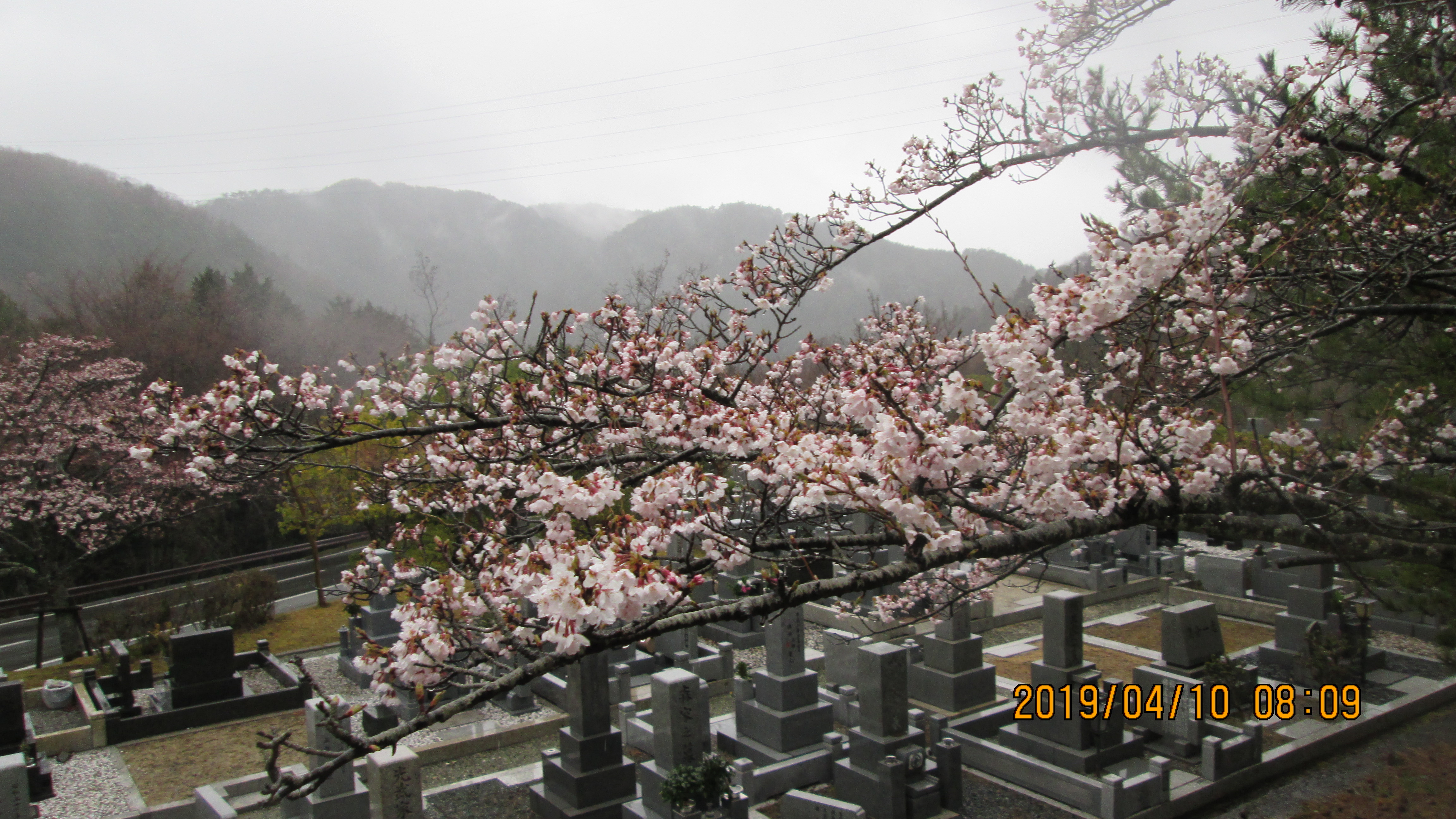 5区1/2番枝道～の「桜」風景