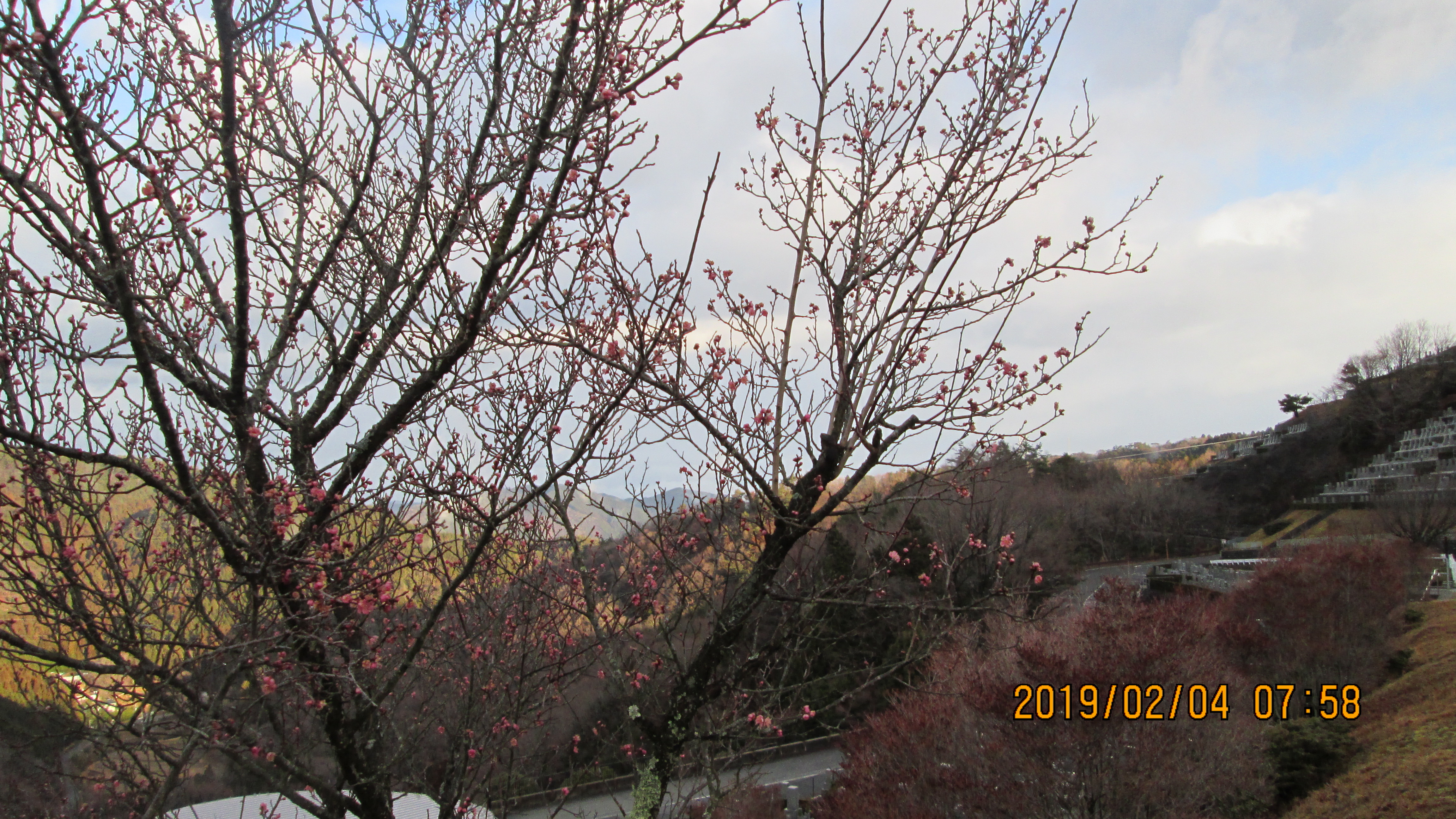 霊園内梅の木開花情報