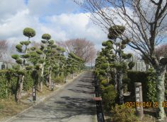 一般墓域・3区4/5番墓参道～風景