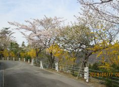 階段墓域・3番枝道風景