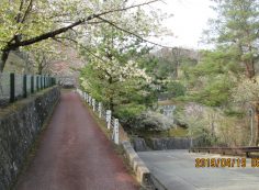  バス通り・4番枝道「桜」風景