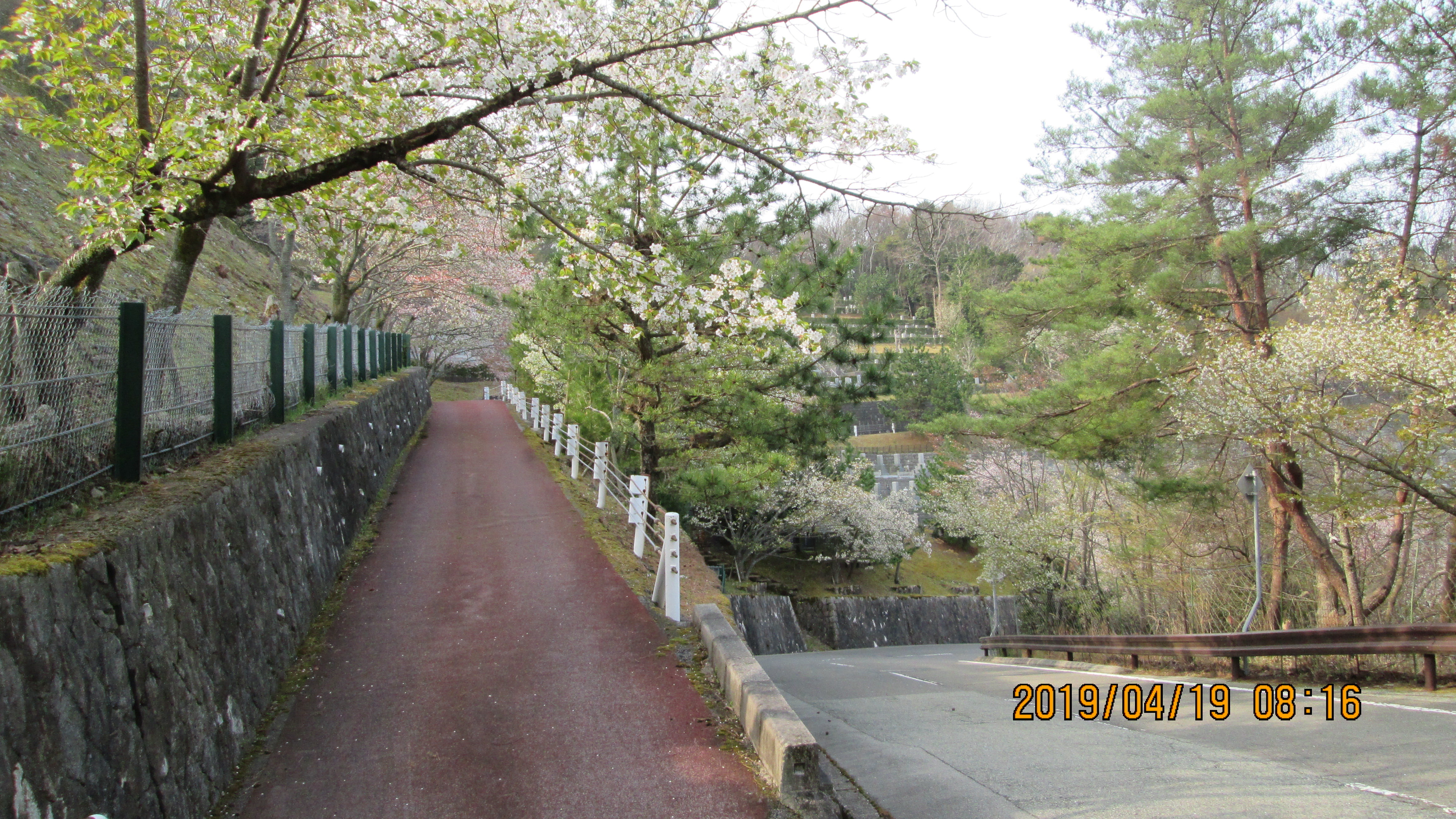  バス通り・4番枝道「桜」風景
