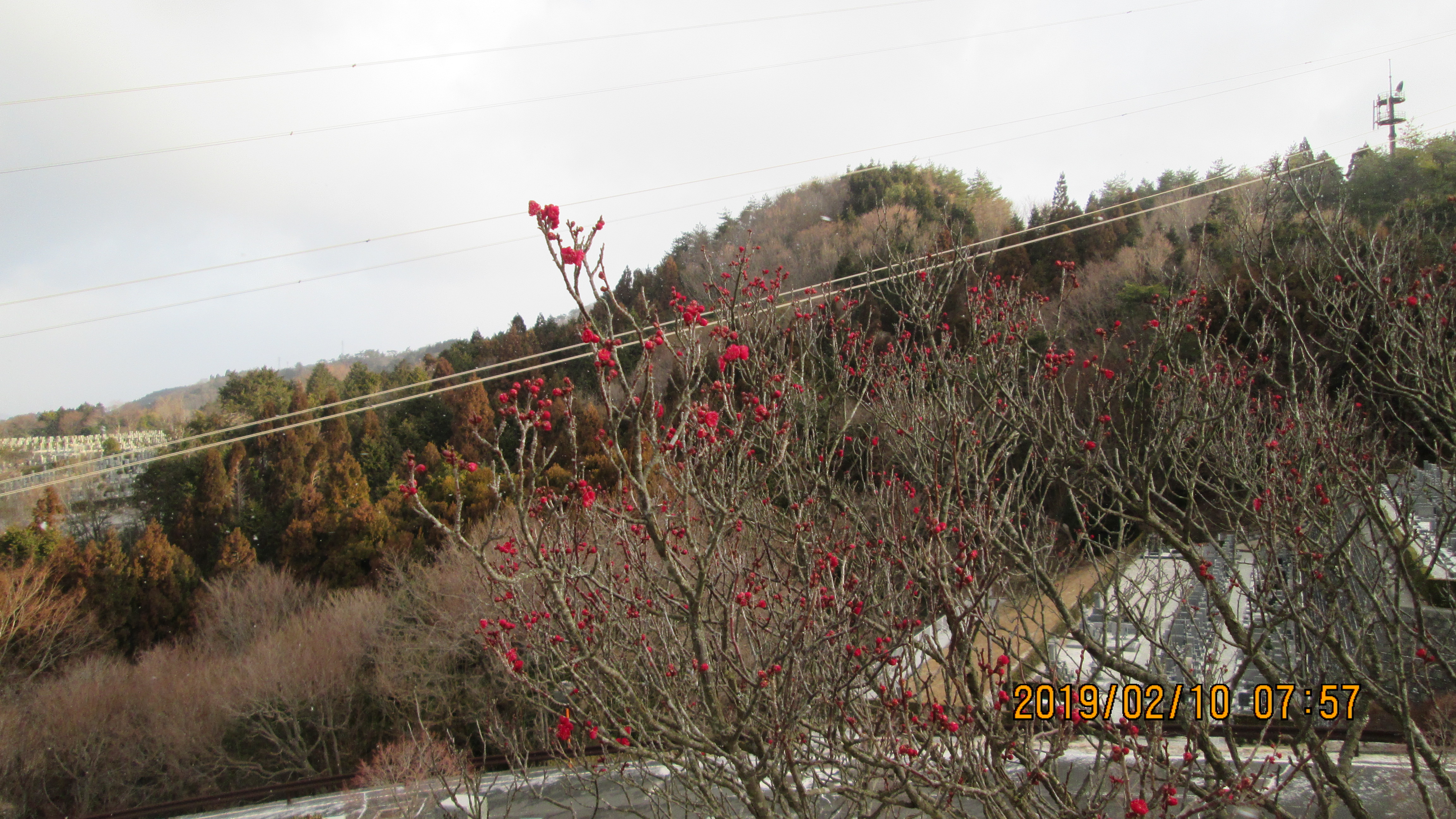 階段墓所：2番枝道「梅の花」