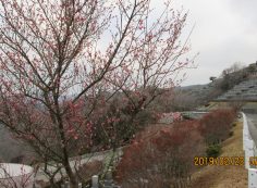 階段墓所・3番枝道「梅の花」風景