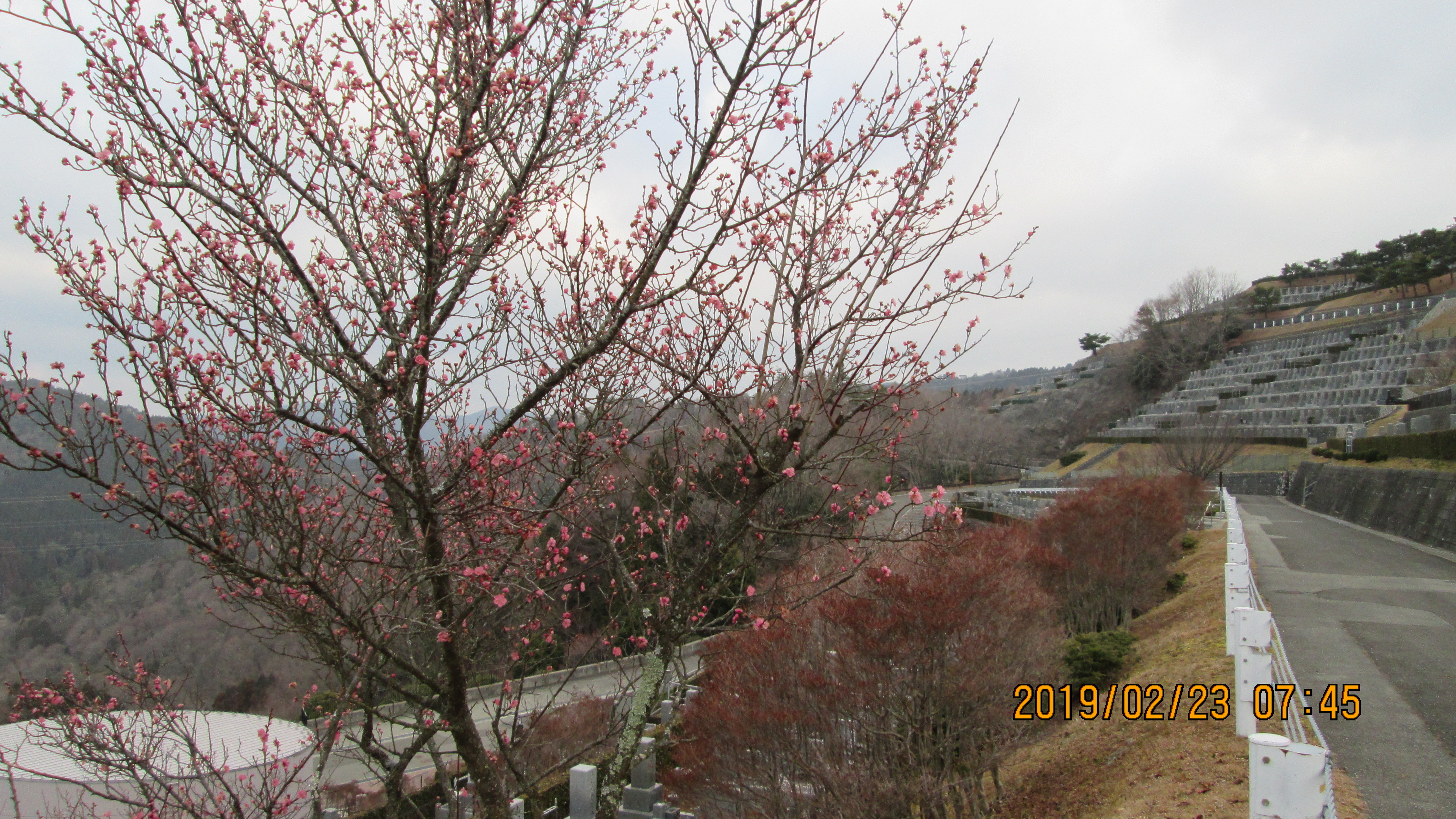 階段墓所・3番枝道「梅の花」風景