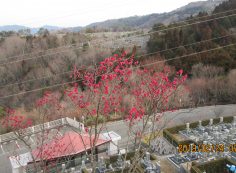 2番枝道「梅の花開花」写真