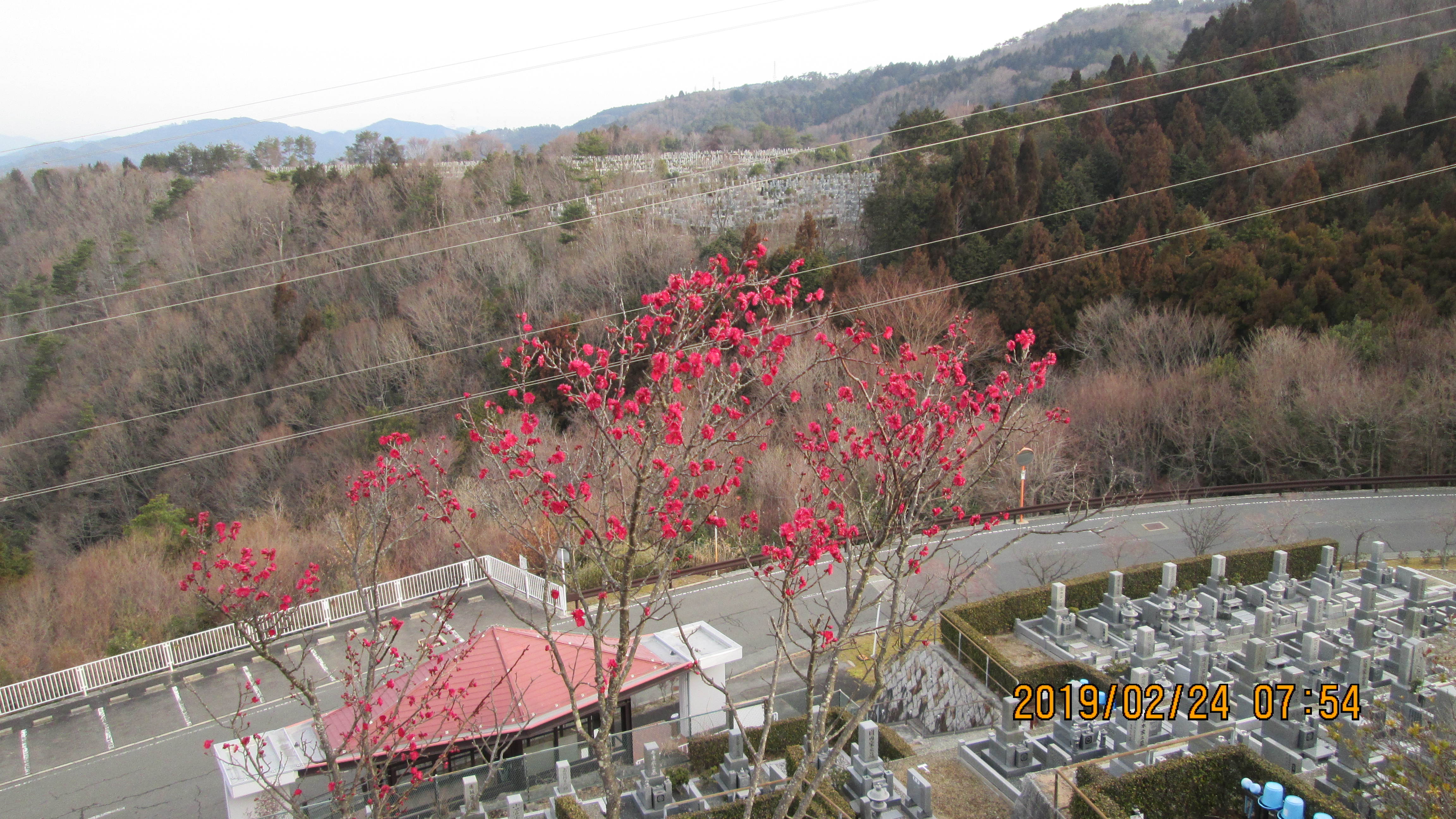 2番枝道「梅の花開花」写真
