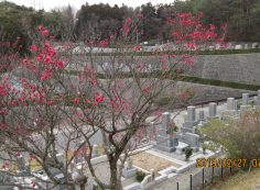 階段墓所：2番枝道「梅の花」風景