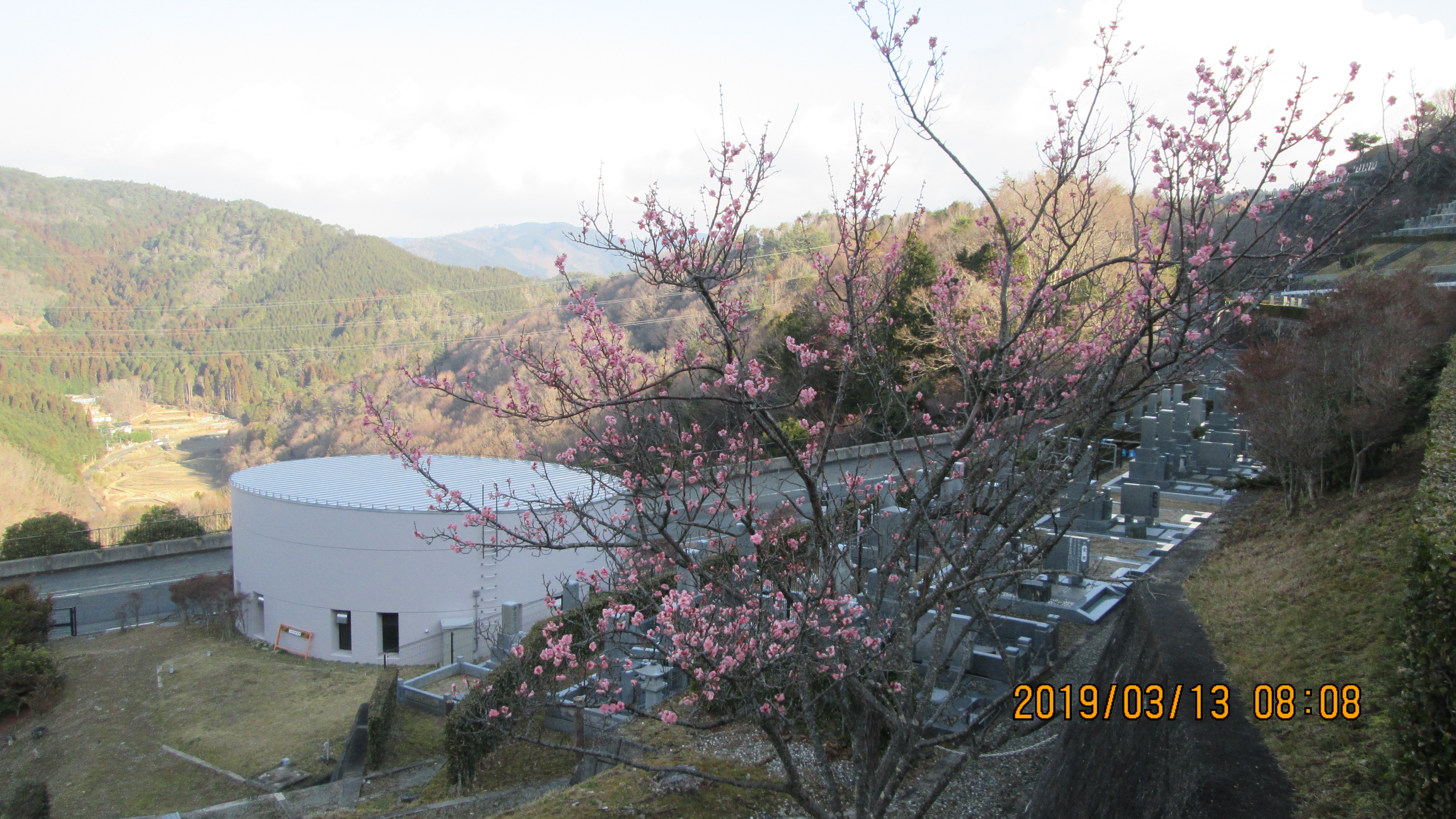 階段墓所・3番枝道「梅の花」風景