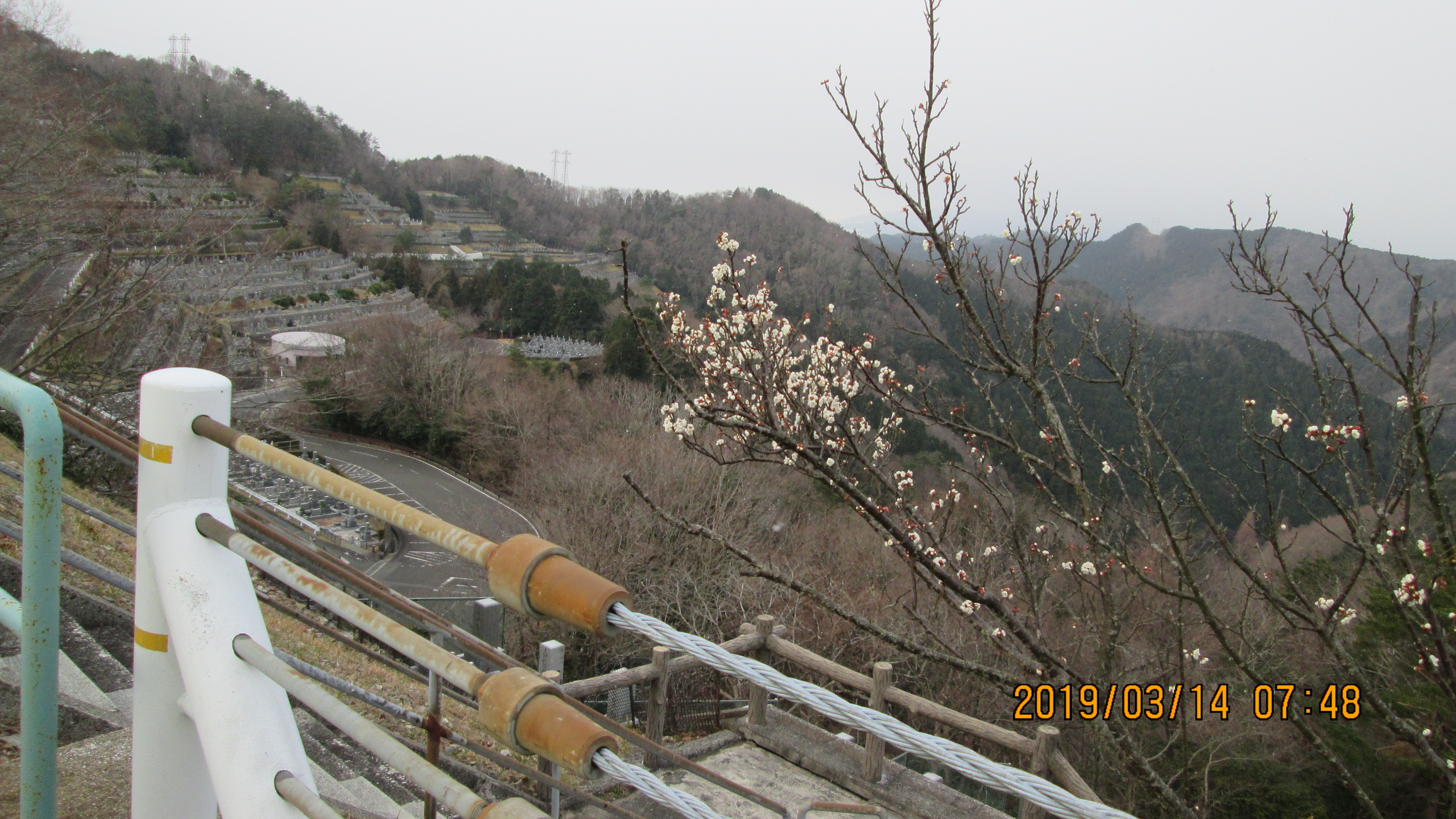 階段墓域・2番枝道「梅の花」風景