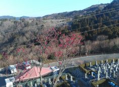 階段墓所・2番枝道風景「梅の花」