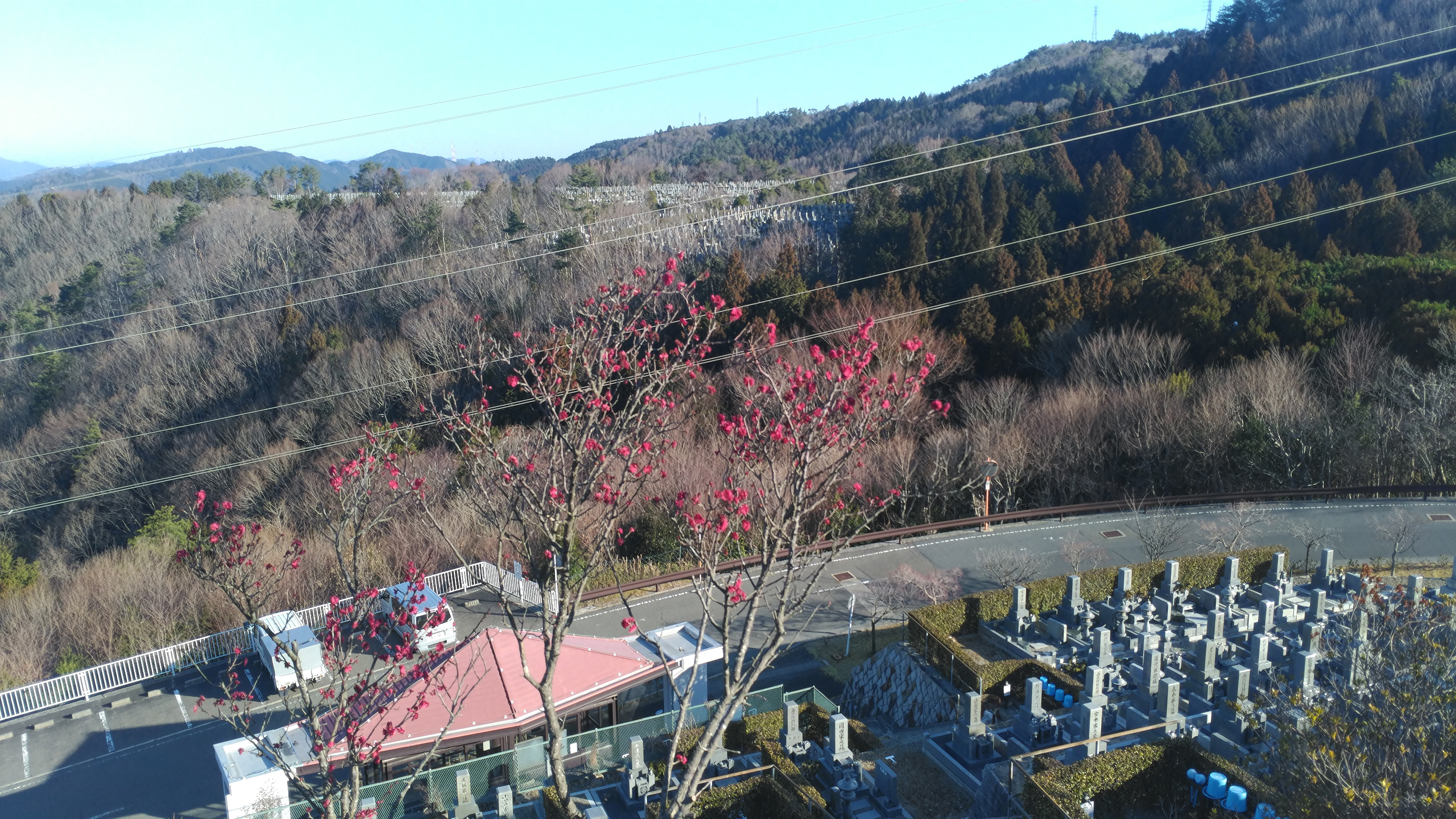 階段墓所・2番枝道風景「梅の花」