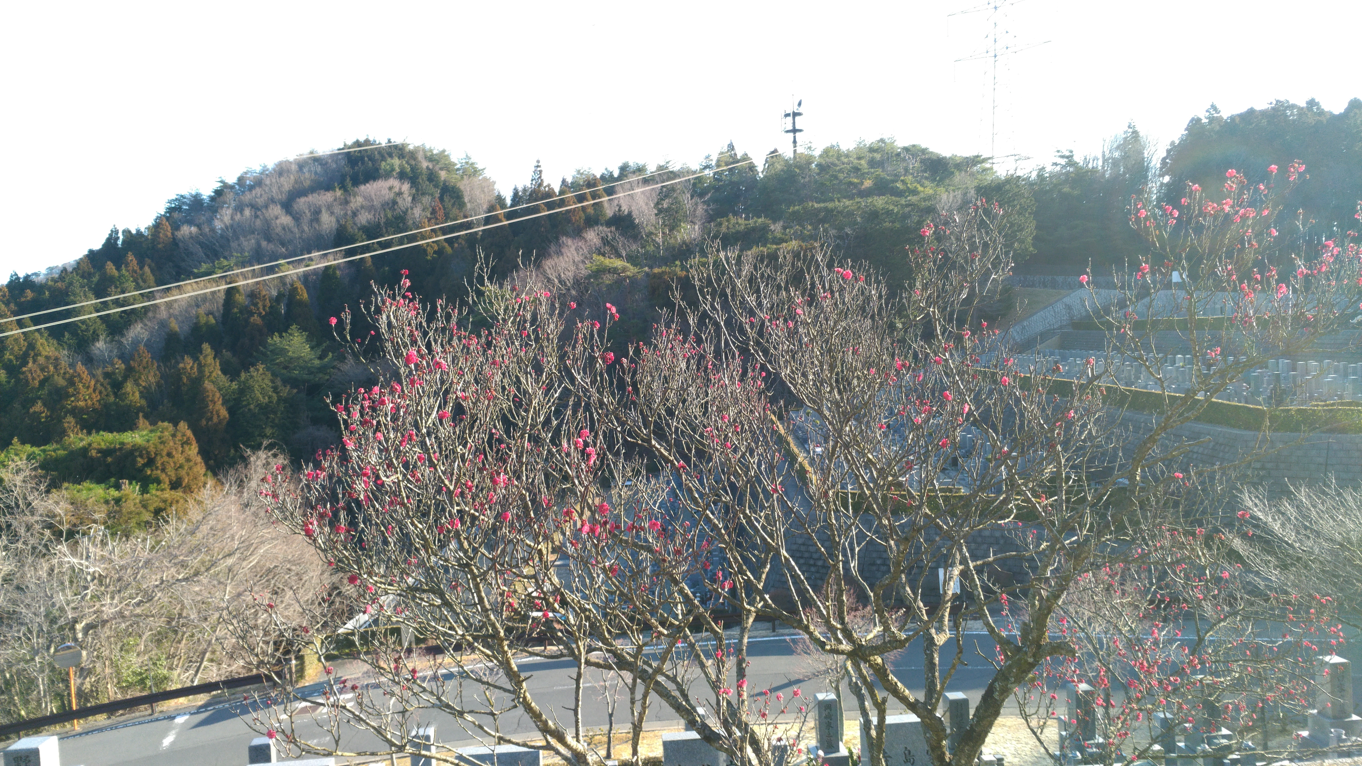 階段墓域・2番枝道～風景