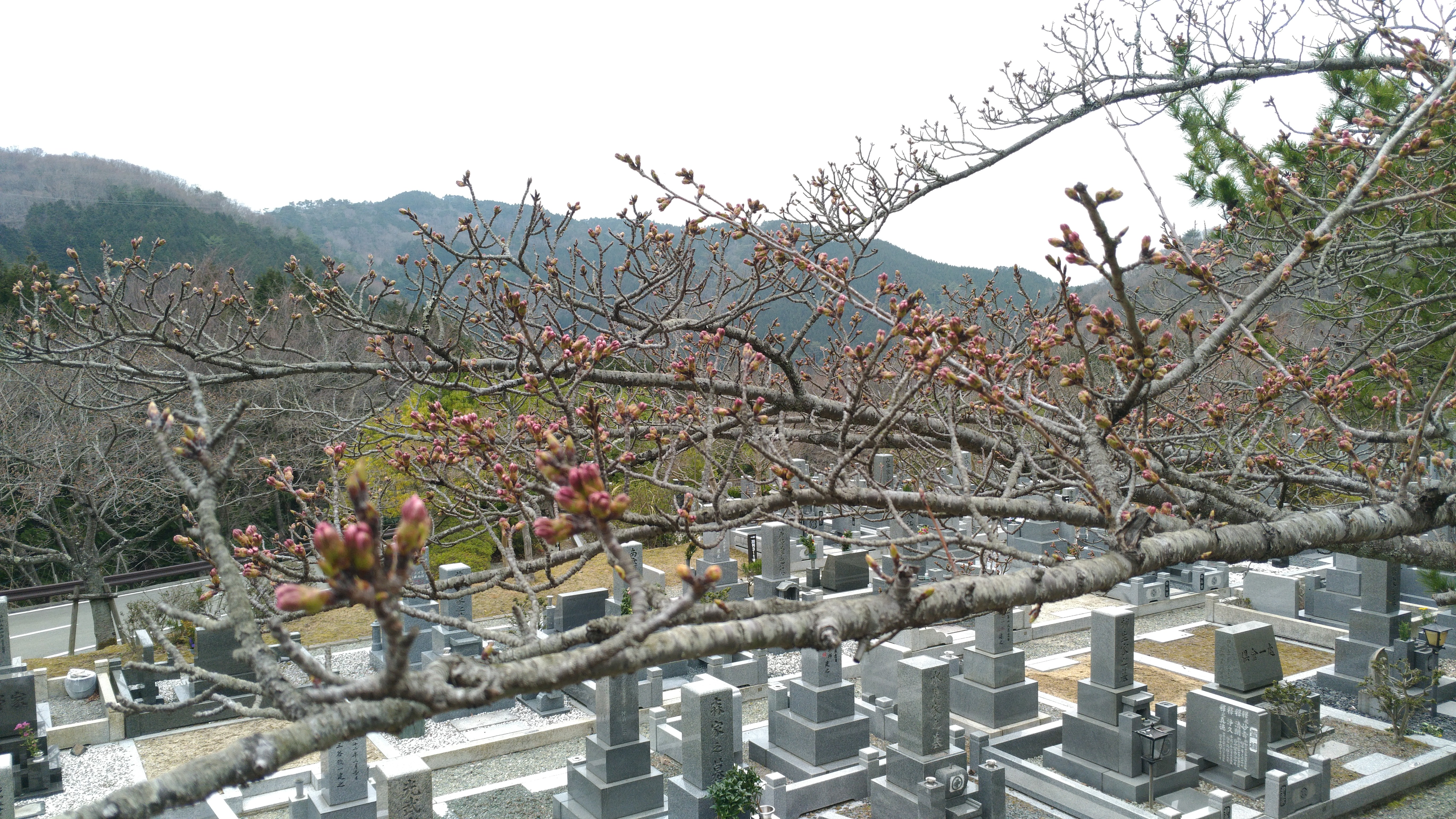 階段墓域・5区1番墓所「桜」風景