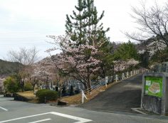バス通り・5区1番墓所「桜」風景