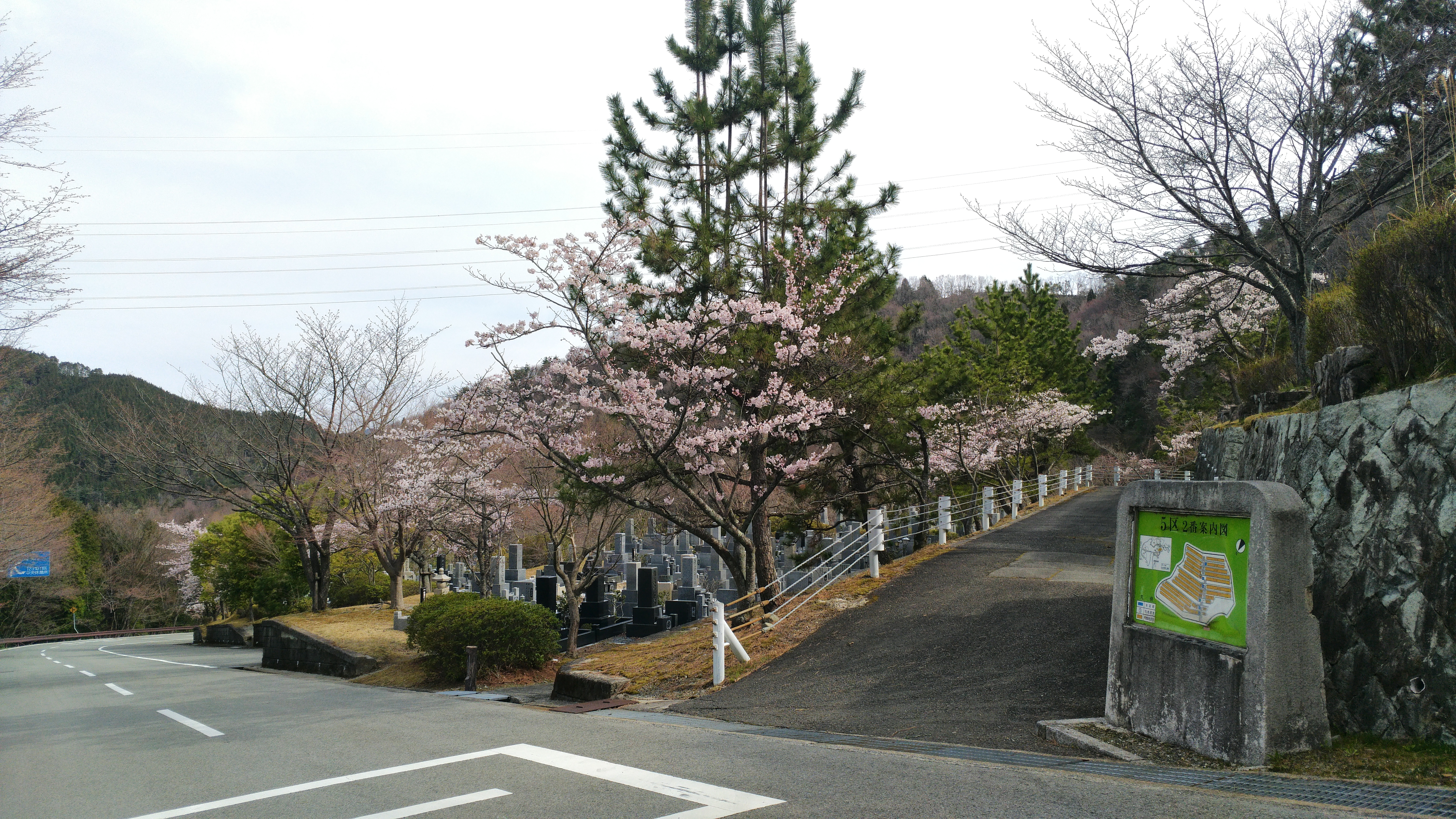 バス通り・5区1番墓所「桜」風景