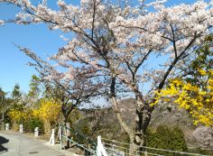 階段墓域・3番枝道「桜」風景