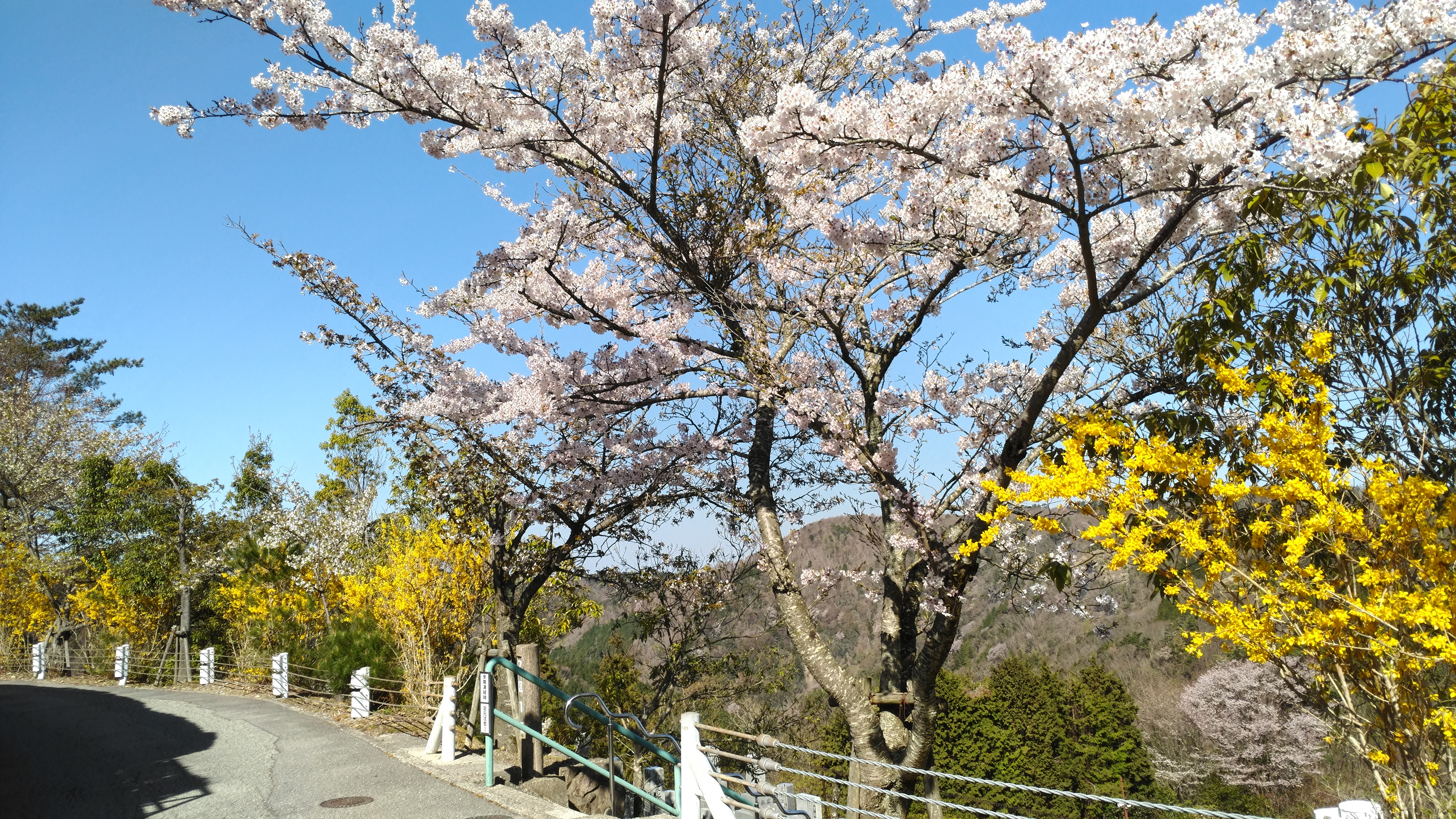 階段墓域・3番枝道「桜」風景