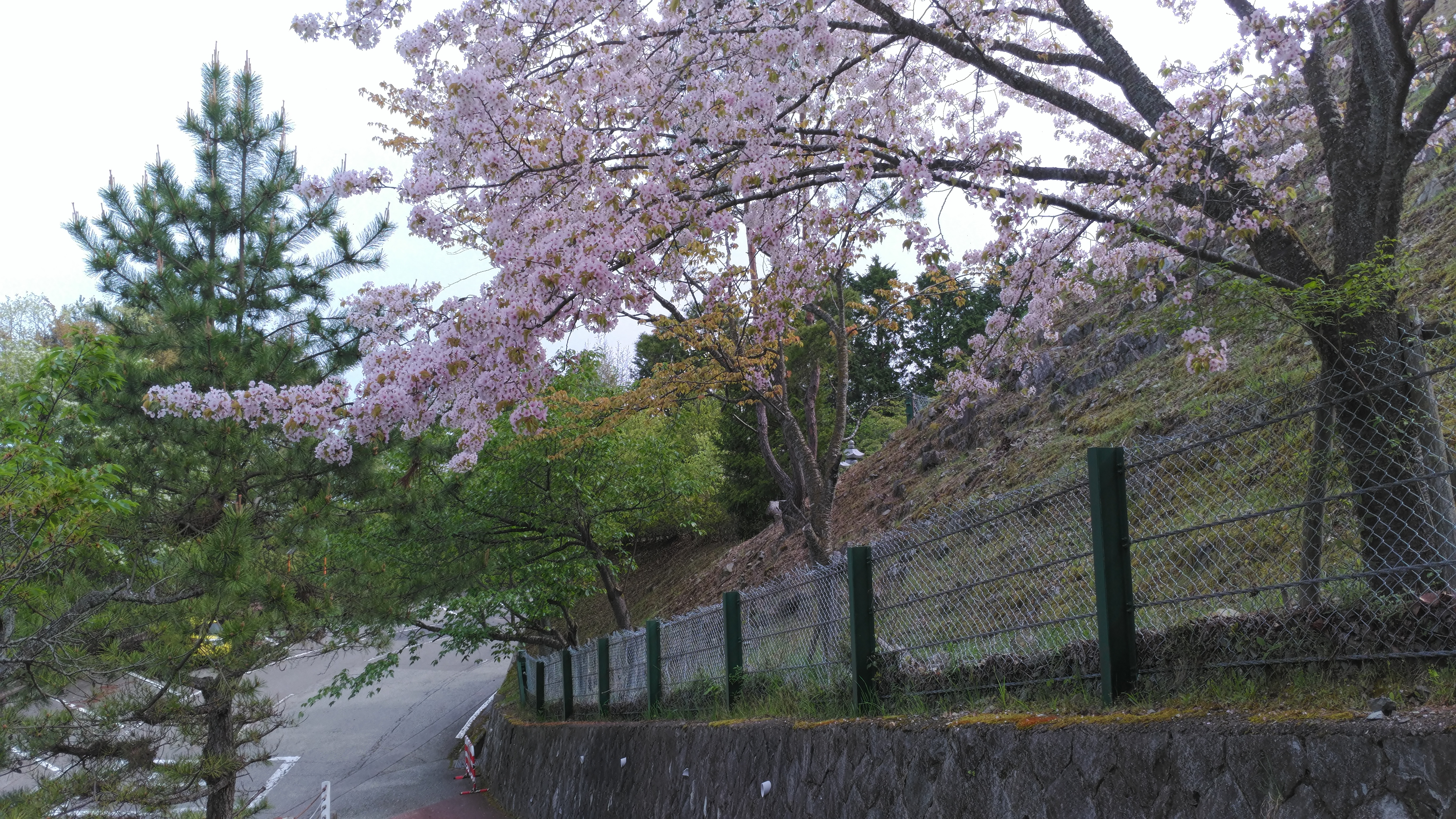 階段墓域・6区4番枝道～