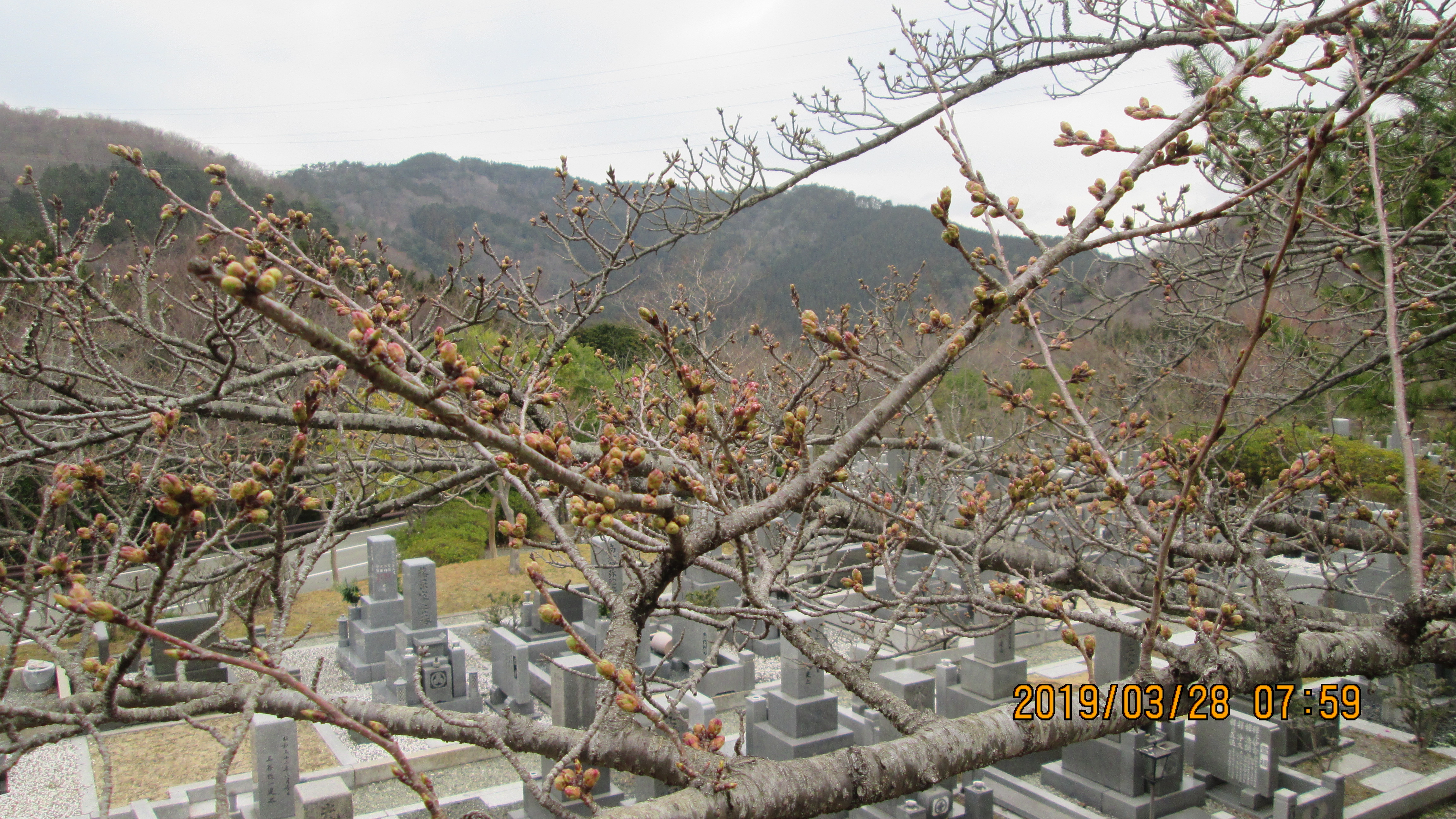 階段墓域・5区1/2番枝道「桜の蕾」